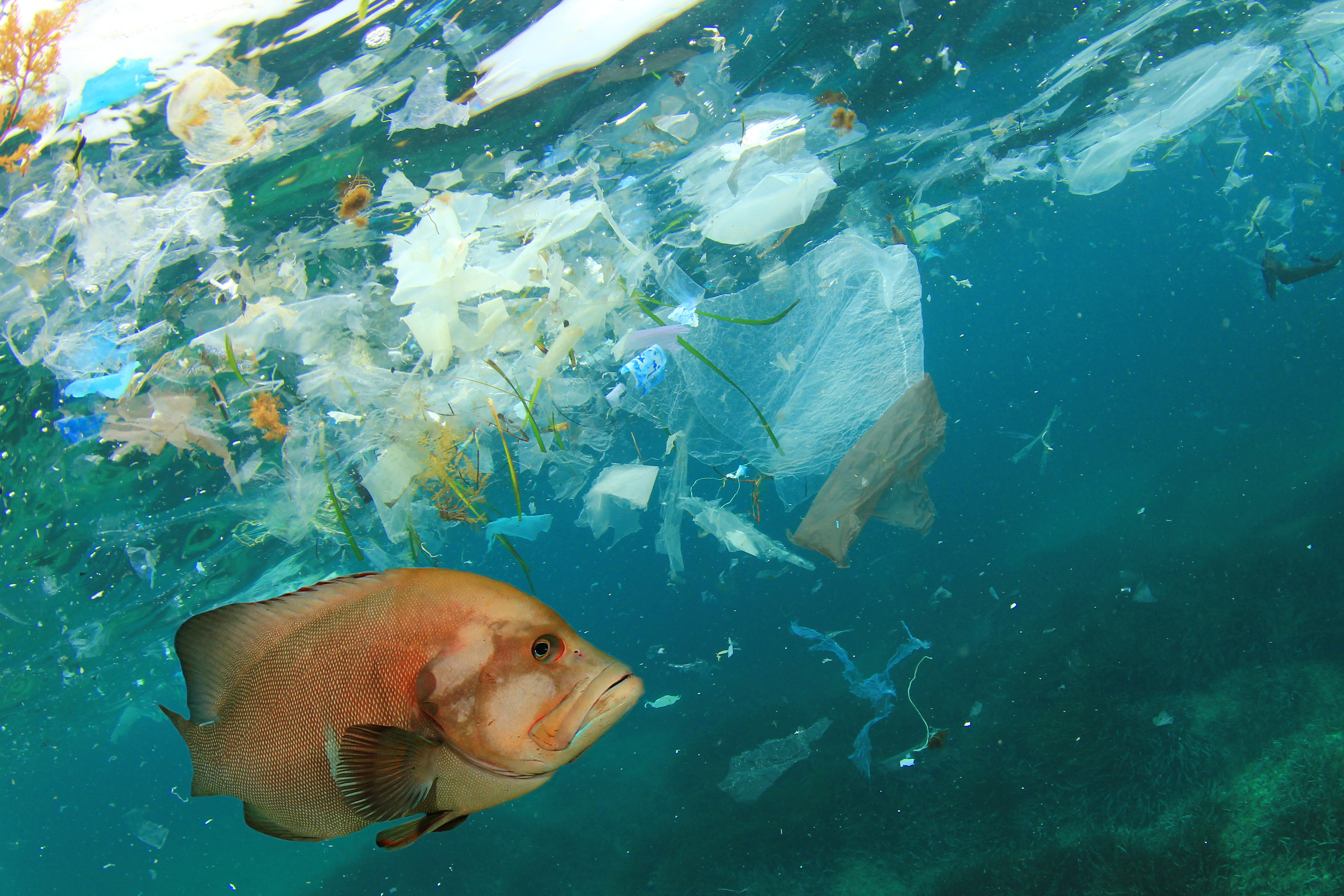Рыба в грязной воде. Рыбы в океане. Пластик и рыбы в океане. Загрязнение океана. Рыбки в океане.