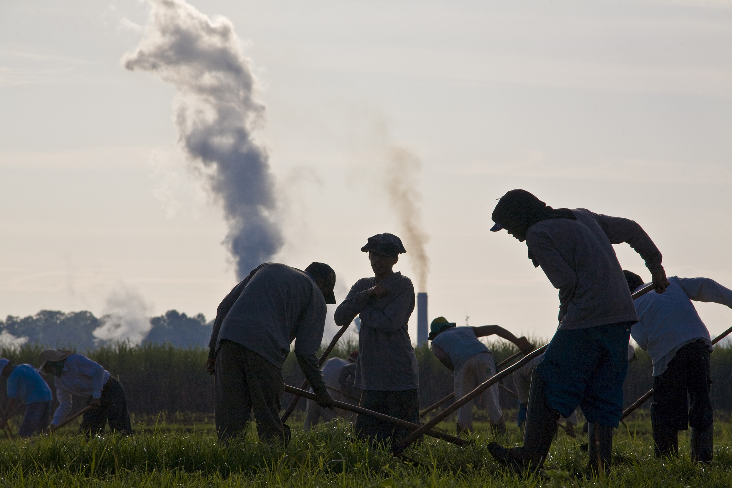 Rural workers weed a new sugar cane plantation in Brazil
