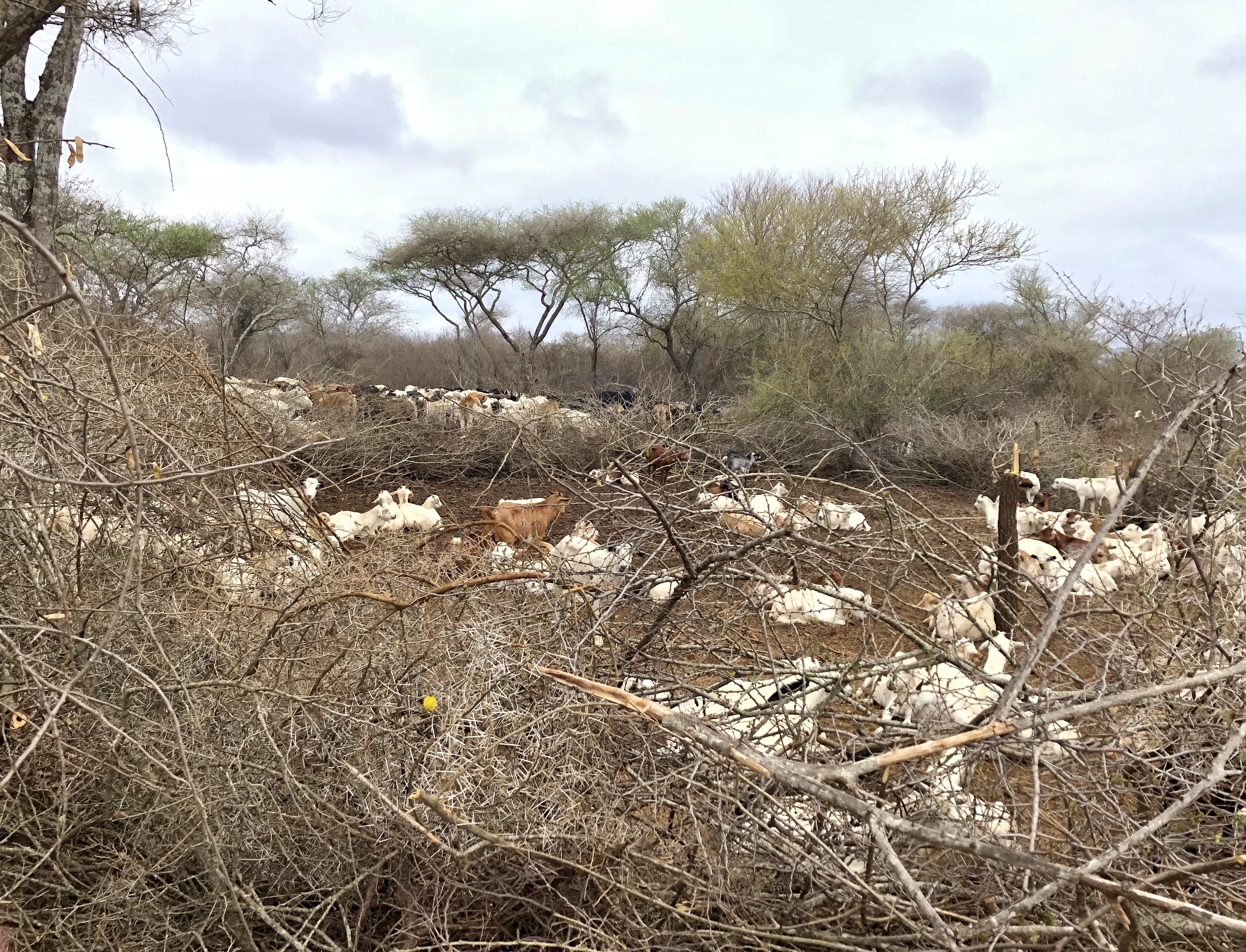Figure 3 — Dry Season Cow Enclosure in Northern Tanzania