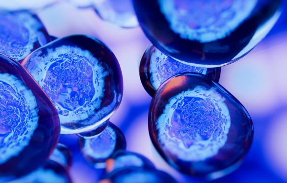 Blue stem cell under microscope