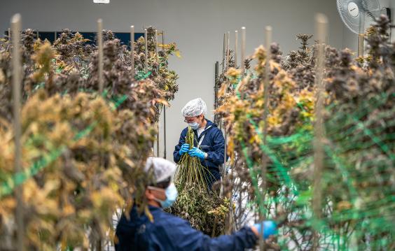 Cannabis cultivation workers trimming hemp plants.