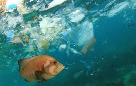 Fish and plastics in ocean