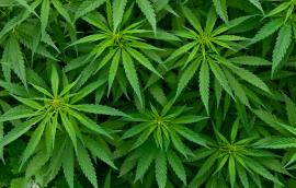 Marijuana