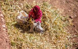 A Moroccan woman gathers crops.