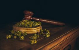 Wooden judge hammer and sound block with seeds and flower of marijuana