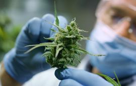Portrait of scientist with mask, glasses and gloves checking hemp plants in a greenhouse. 
