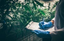 Professional researchers working in a hemp field, they are checking plants