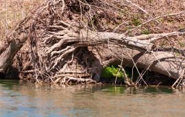 An downed tree on a river bed after a flood.