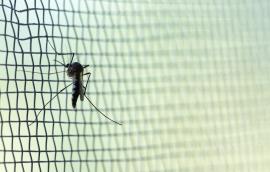 Mosquito on wire mesh.