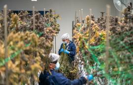 Cannabis cultivation workers trimming hemp plants.