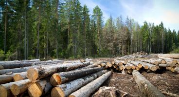 Many trees cut down in a forest.