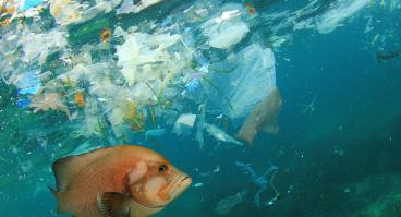 Fish and plastics in ocean