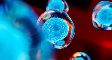 This photo depicts many stem cells.