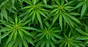 Marijuana
