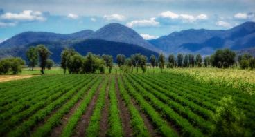 This photo depicts rows of crops in Mexico.