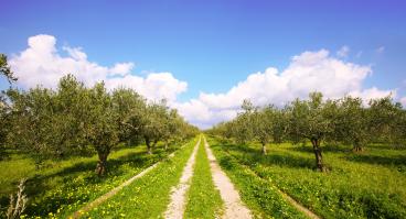 A worn path stretches between rows of olive trees 