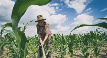 Old man working field