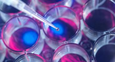 Stem Cell 