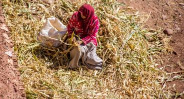 A Moroccan woman gathers crops.