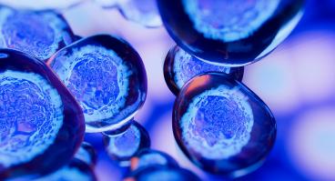 Stem cell