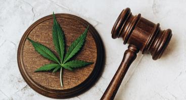 Cannabis