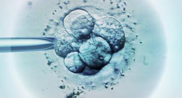Embryo
