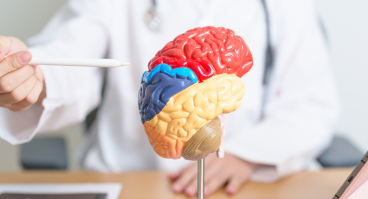 Brain model