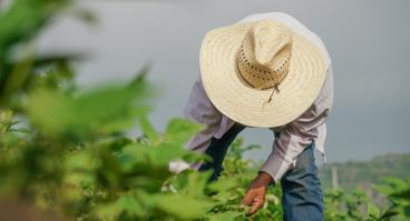 Immigrant agriculture worker in field