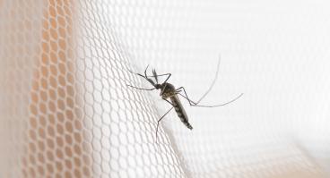 AdobeStock_239043100-Mosquito+Borne+Viruses_Web-EDITORIAL