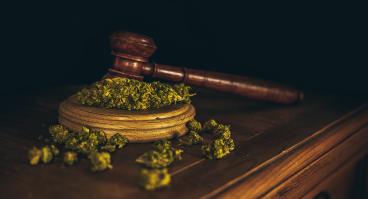 Wooden judge hammer and sound block with seeds and flower of marijuana