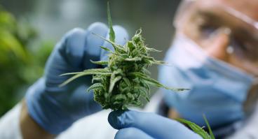 Portrait of scientist with mask, glasses and gloves checking hemp plants in a greenhouse. 