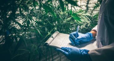 Professional researchers working in a hemp field, they are checking plants