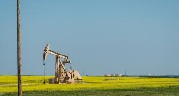 Small oil pump in field of yellow flowers with telephone in foreground.