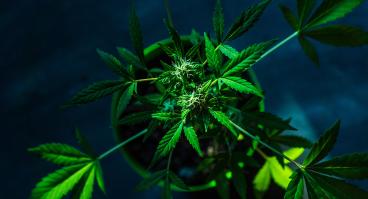 Cannabis hemp bush in a greenhouse 