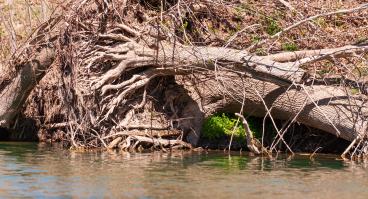 An downed tree on a river bed after a flood.