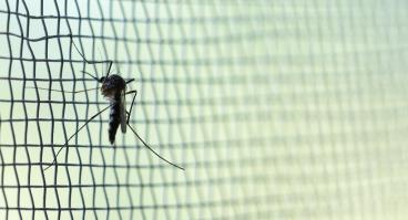 Mosquito on wire mesh.