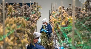 Cannabis cultivation workers trimming hemp plants.