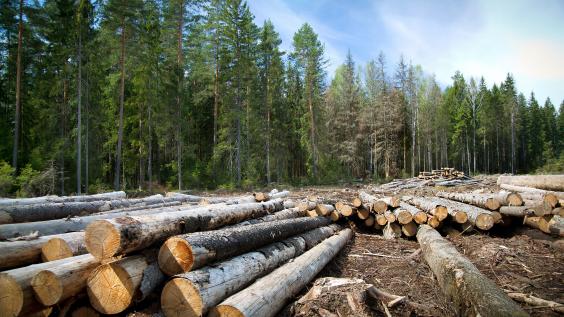 Many trees cut down in a forest.