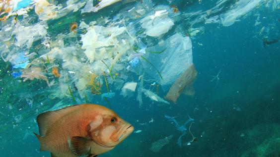 Fish and plastics in ocean