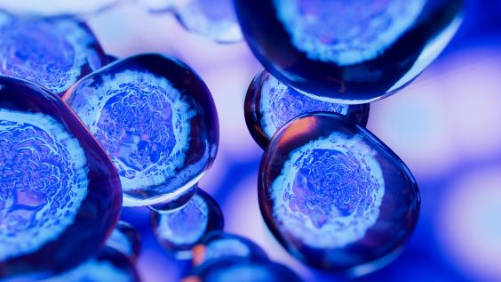 Blue stem cell under microscope