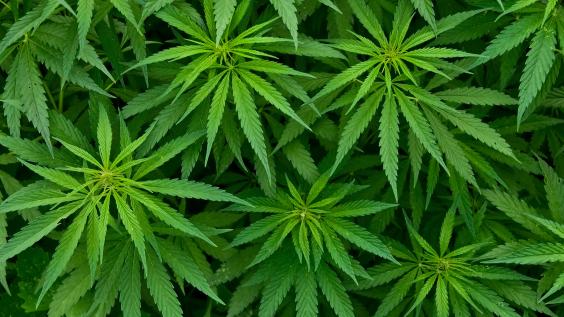 Marijuana