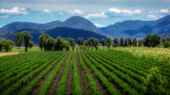 This photo depicts rows of crops in Mexico.