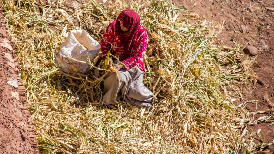 A Moroccan woman gathers crops.