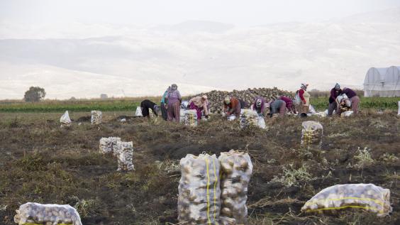 Agricultural workers