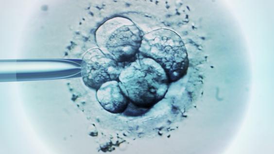 Embryo