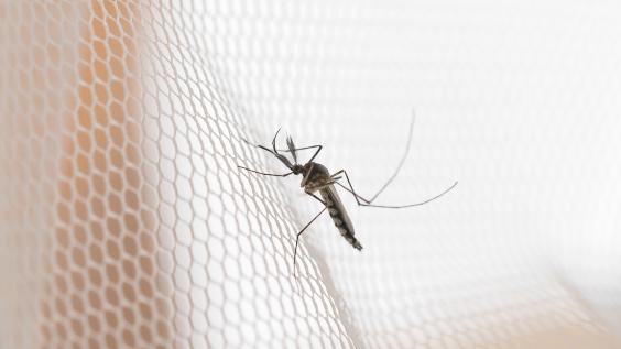 AdobeStock_239043100-Mosquito+Borne+Viruses_Web-EDITORIAL