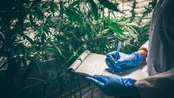 How a Well-Regulated Texas Hemp Industry Can Promote Public Safety | Baker  Institute