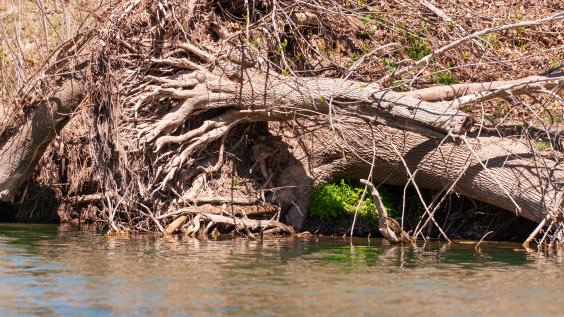 An downed tree on a river bed after a flood.