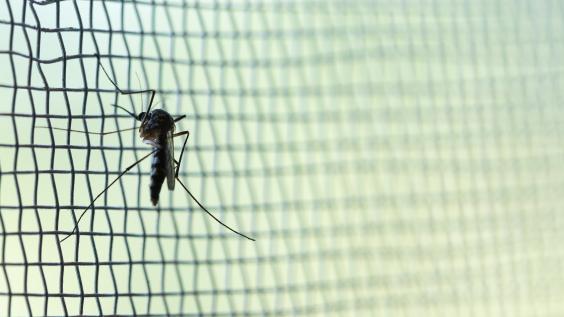 Mosquito on wire mesh.