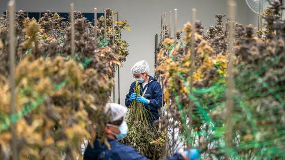 Cannabis cultivation workers trimming hemp plants.